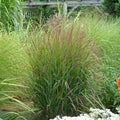 Panicum 'Rotstrahlbusch'