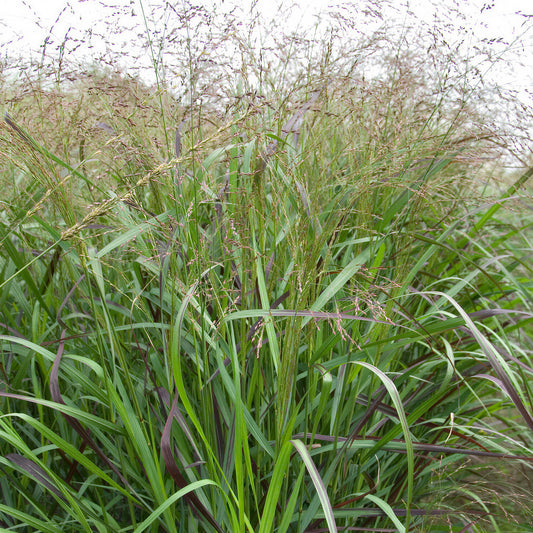 Panicum 'Squaw'