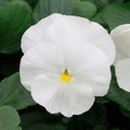 Pansy White Bedding Plants