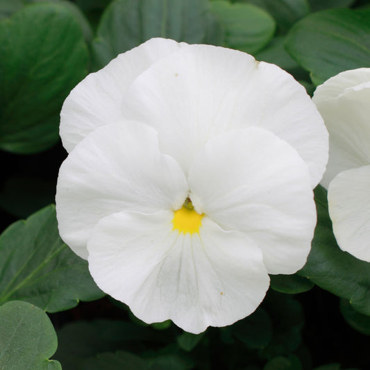 Pansy White Bedding Plants