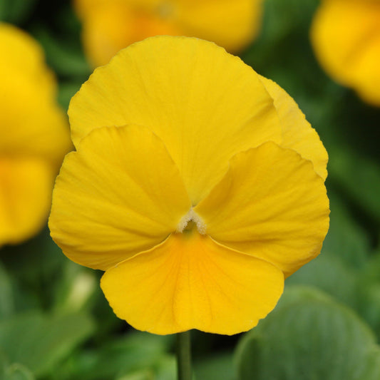 Pansy Yellow Bedding Plants