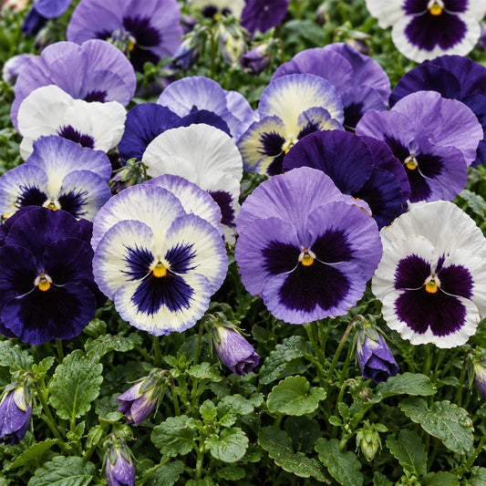 Pansy Lavender Shades