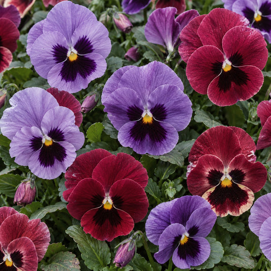 Pansy Sunrise Mix