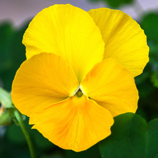 Pansy Yellow
