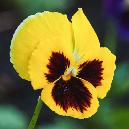 Pansy Yellow Blotch