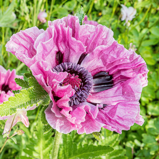 Papaver 'Bolero'