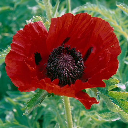 Papaver 'Beauty of Livermere'