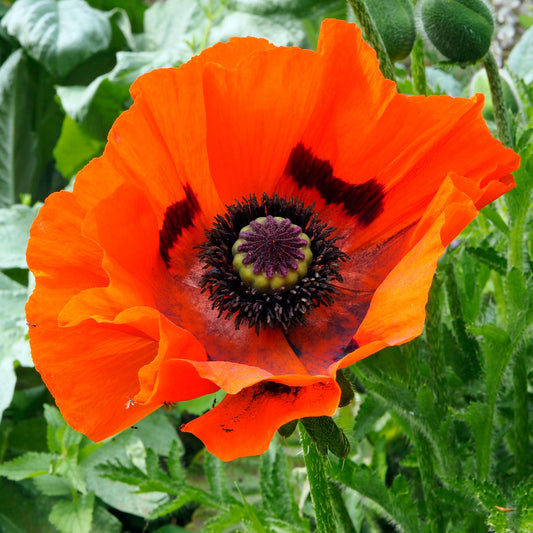 Papaver 'Brilliant'