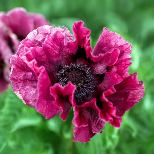 Papaver 'Harlem'