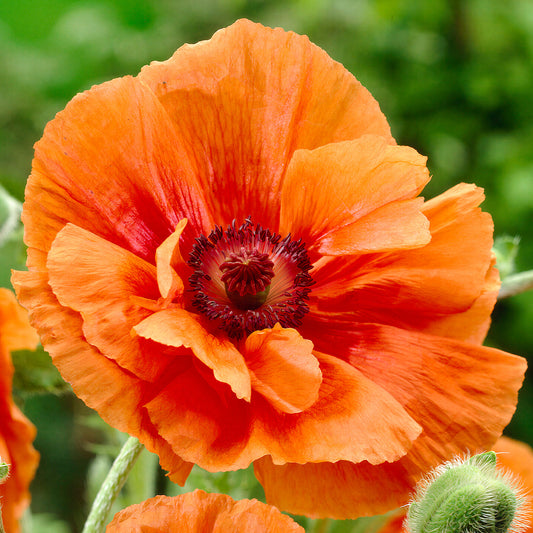 Papaver 'Harvest Moon'