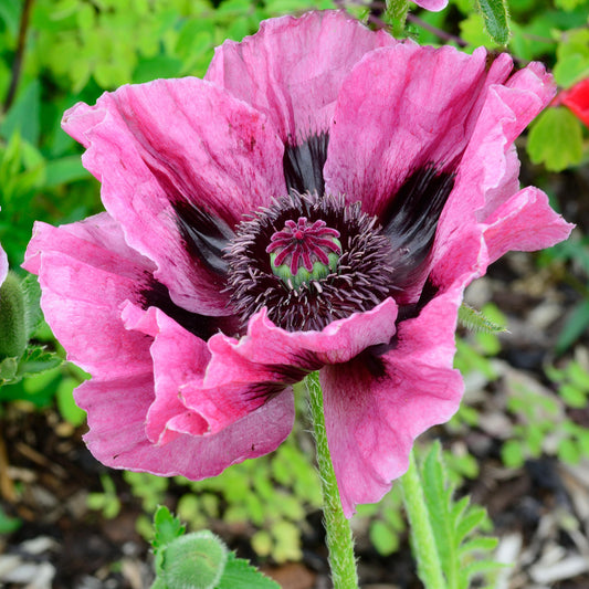 Papaver 'Manhattan'