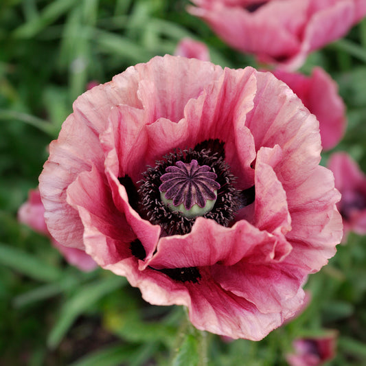 Papaver 'Marlene'