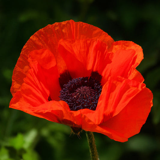 Papaver 'Nana Allegro'