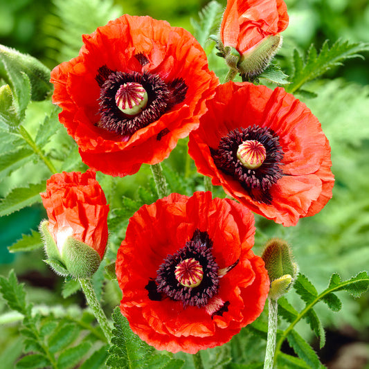Papaver 'Rembrandt'