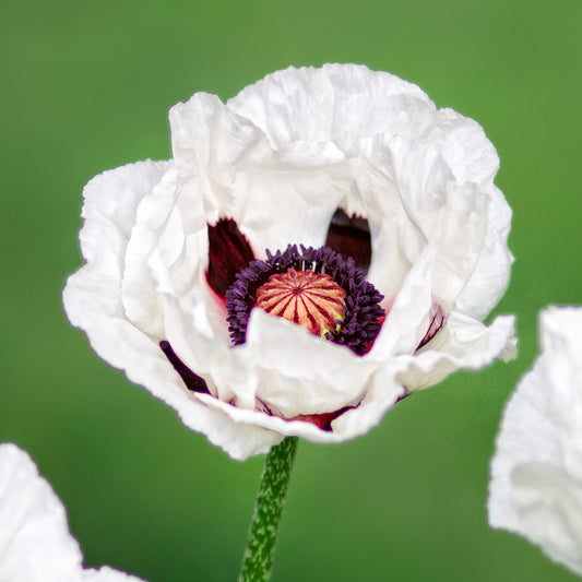 Papaver 'Royal Wedding'