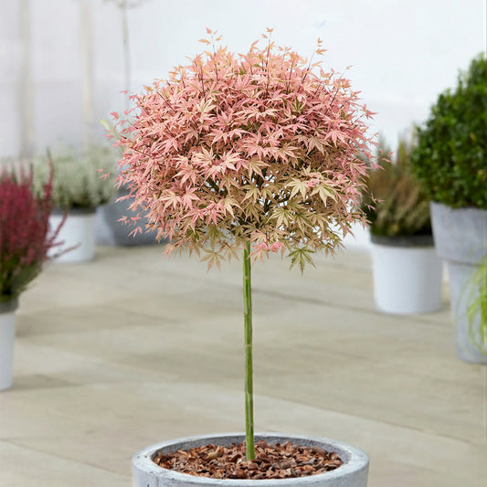 Acer 'Taylor' Patio Tree