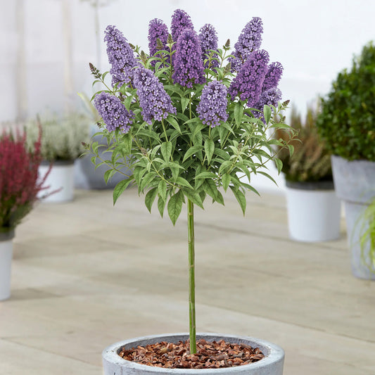 Buddleia Butterfly Candy 'Lila Sweetheart' Patio Tree