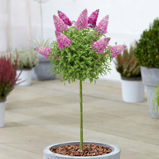 Buddleia Butterfly Candy 'Little Pink' Patio Tree