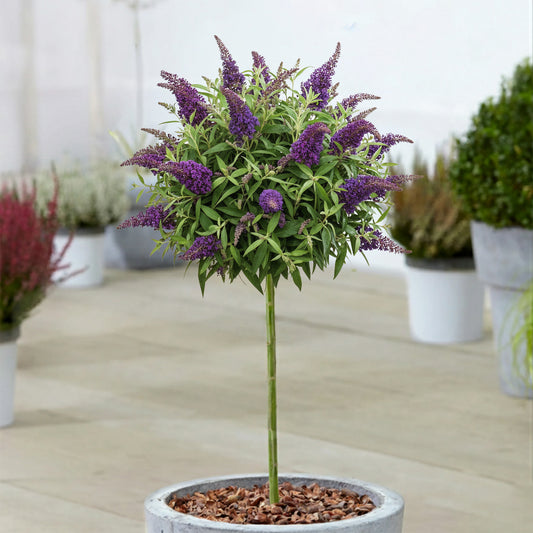 Buddleia Butterfly Candy 'Little Purple' Patio Tree