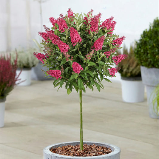 Buddleia Butterfly Candy 'Little Ruby' Patio Tree