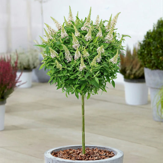 Buddleia Butterfly Candy 'Little White' Patio Tree
