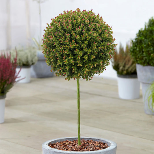 Lonicera 'Copper Glow' Patio Tree