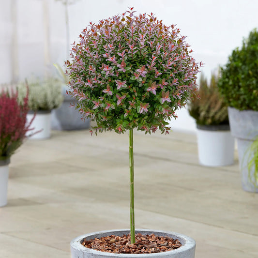 Lonicera 'Purple Storm' Patio Tree