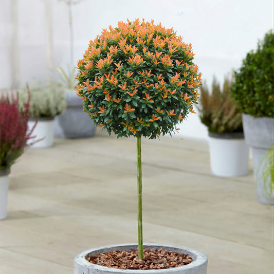 Prunus 'Bonaparte' Patio Tree