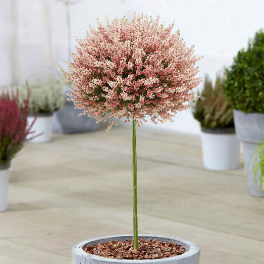 Cytisus 'Zeelandia' Patio Tree