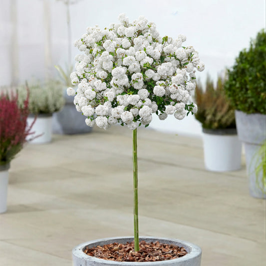 Viburnum 'Eskimo' Patio Tree