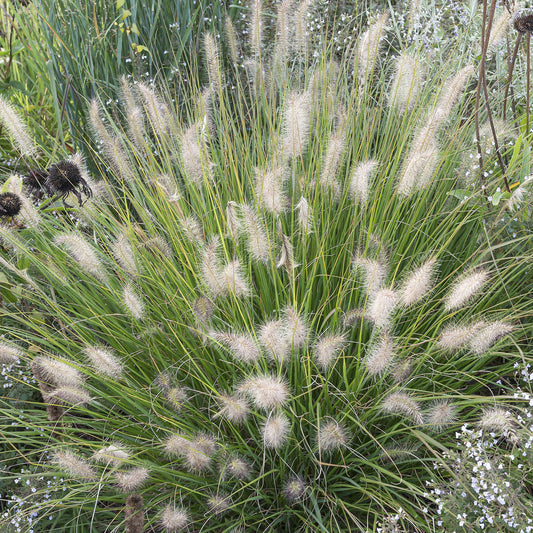 Pennisetum 'Little Bunny'