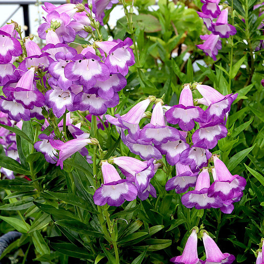 Penstemon 'Pensham Czar'