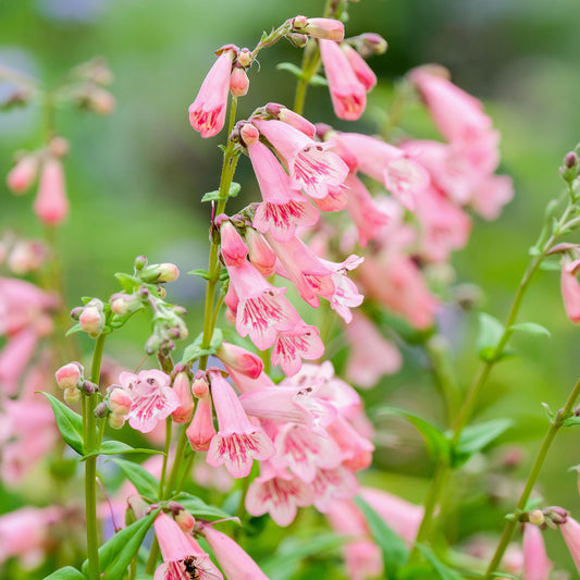 Penstemon 'Hidcote Pink'