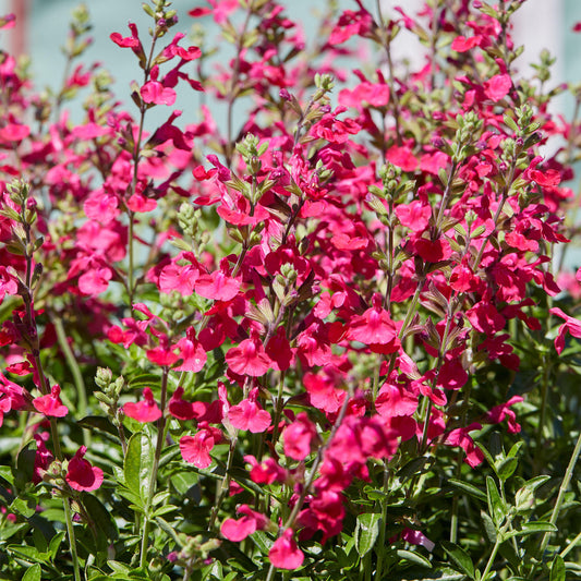 Penstemon Pink