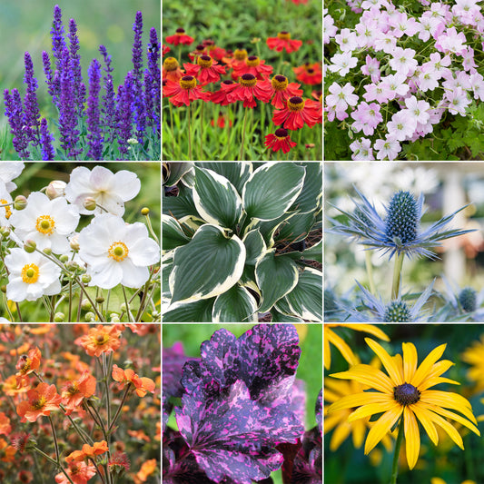 Perennial Mystery Box