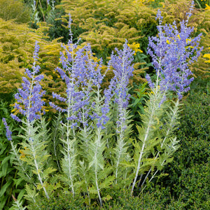 Perovskia 'Blue Spire'