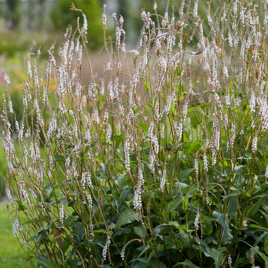 Persicaria 'Alba'