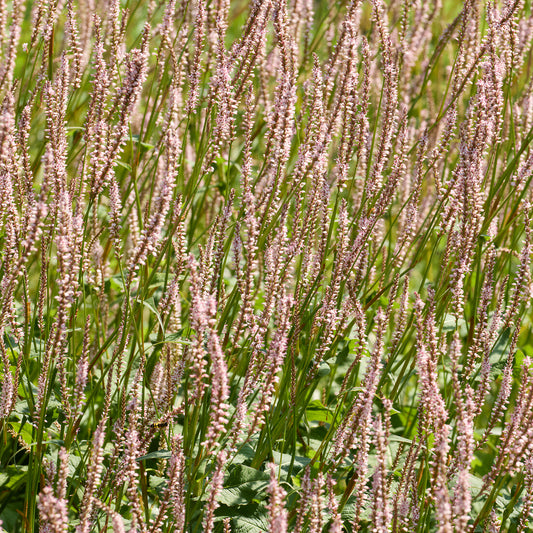 Persicaria 'Pink Mist'