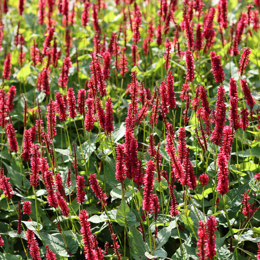 Persicaria 'Red Baron'