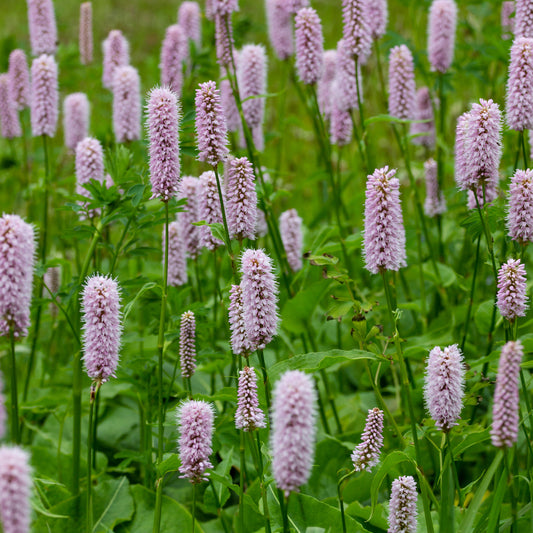 Persicaria 'Superba'