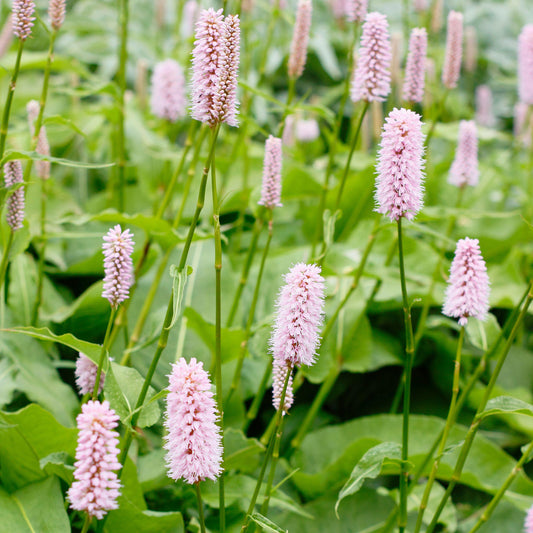 Persicaria bistorta
