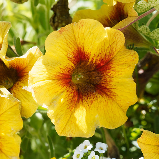 Petchoa Beautical Caramel Yellow Basket Plants
