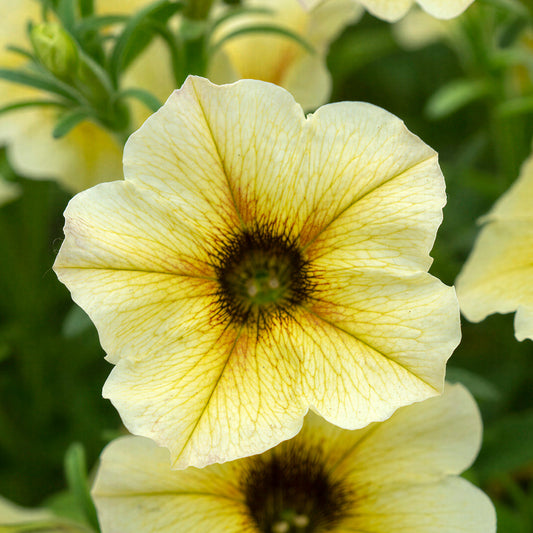 Petchoa Beautical French Vanilla Basket Plants