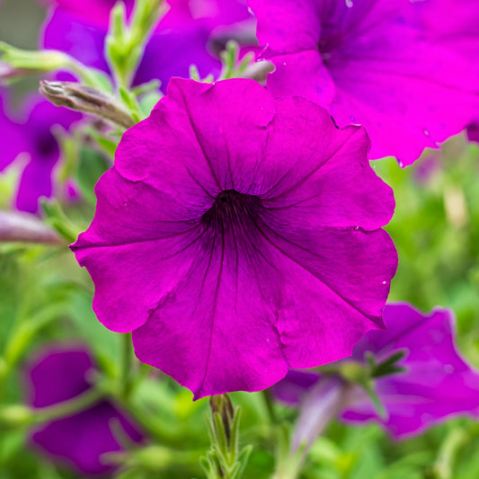 Petunia Amethyst Basket Plants