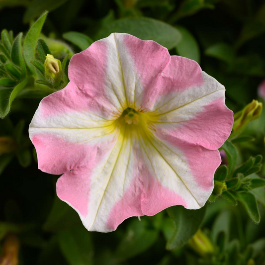 Petunia 'Amore Princess Pink' Carry Pack