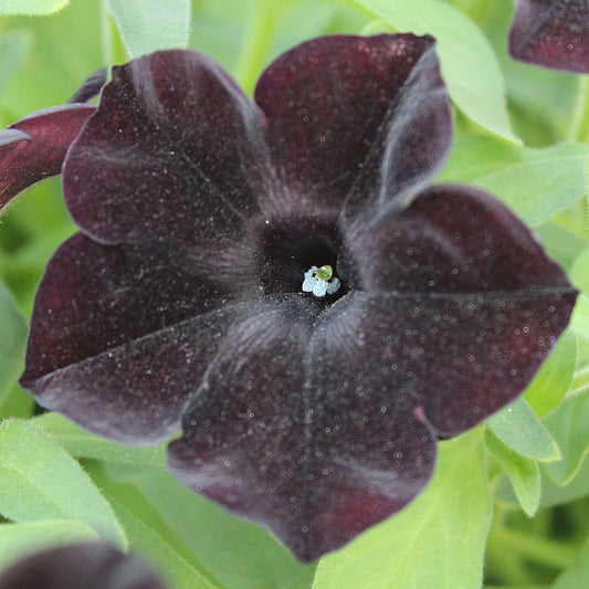 Petunia Black Ray Basket Plants