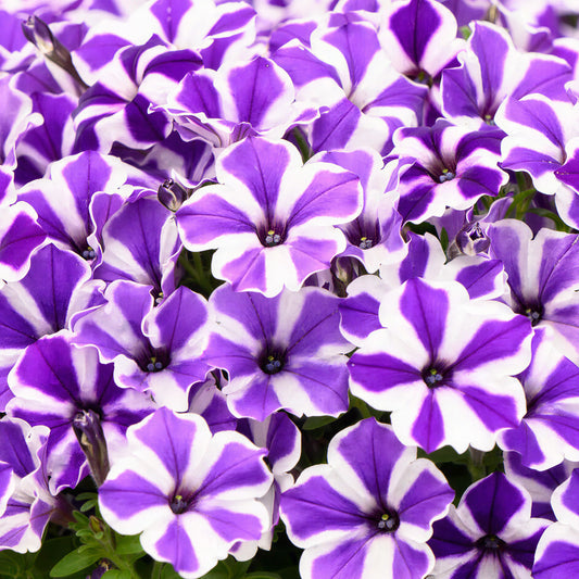 Petunia Blue Diamond Basket Plants