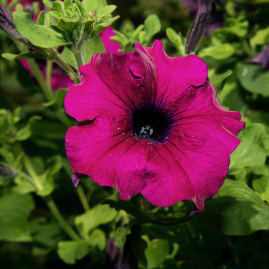 Petunia Giant Purple Basket Plants