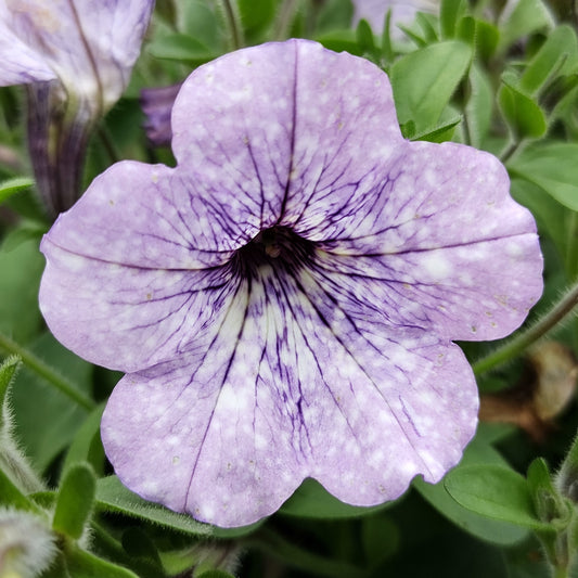 Petunia LavenderSky Basket Plants