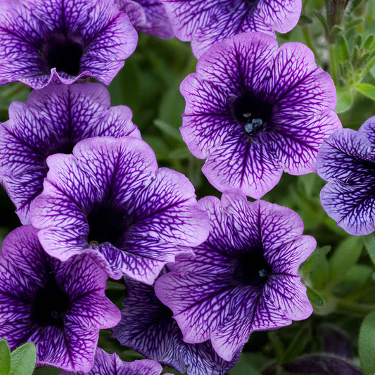Petunia Littletunia Blue Vein Basket Plants